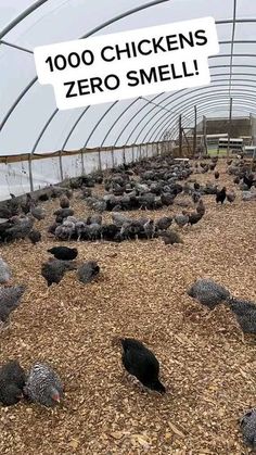 a bunch of chickens are in a small greenhouse with a sign that says, 100 chickens zero smell