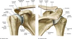 Thoracic Cage, Loose Connective Tissue, Shoulder Anatomy, Shoulder Muscle, Arm Anatomy, Rotator Cuff Tear, Anatomy Bones