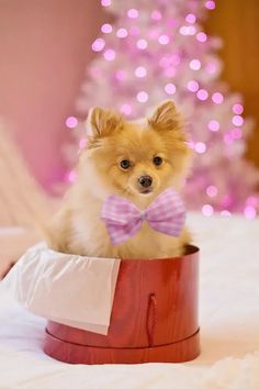 a small dog wearing a bow tie sitting in a cup