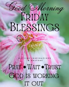 a pink flower with the words, good morning friday blessings pray wait trust god is working