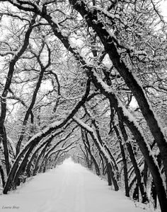 a snow covered road lined with trees in the middle of winter, black and white photograph