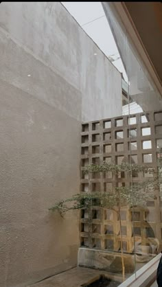 a small tree is growing out of the window sill in front of a building