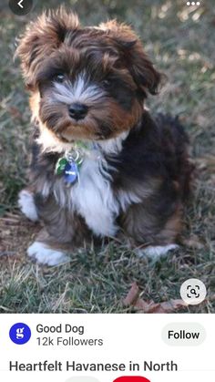 a small brown and white dog sitting in the grass