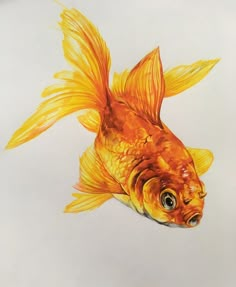 a drawing of a goldfish on a white background