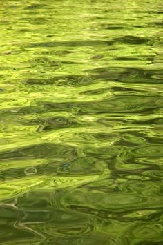 the water is green and has ripples on it