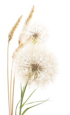 some very pretty white flowers with long stems in front of a white background on the wall