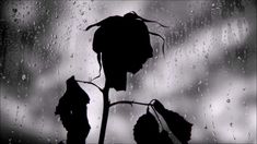 two dead flowers sitting in front of a rain soaked window with the sky and clouds behind them