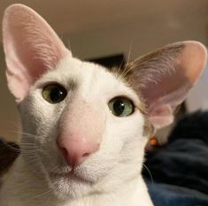 a white cat with green eyes looking at the camera