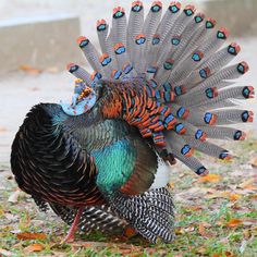 a colorful bird with feathers spread out on the ground