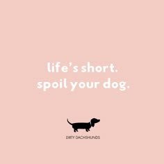 a black and white dachshund on a pink background with the words life's short, spoil your dog