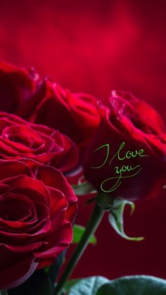 three red roses with green leaves in front of a red background