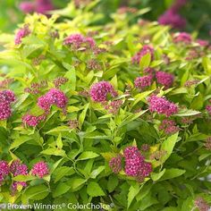 pink flowers are blooming in the garden