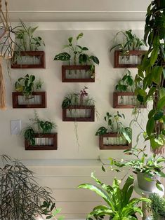 many houseplants are arranged on the wall in this room