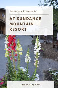 flowers in the foreground with text overlay reading at sundance mountain resort