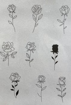 six different types of roses drawn in black ink on white paper, each with one single flower