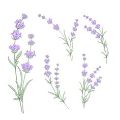 lavender flowers are shown on a white background