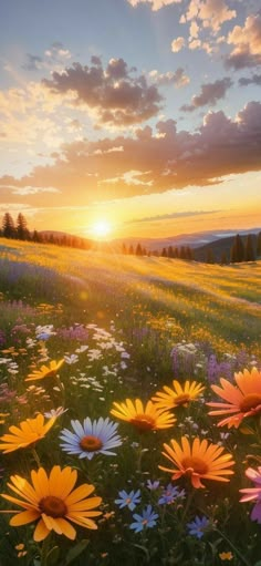 the sun is setting over a field full of wildflowers