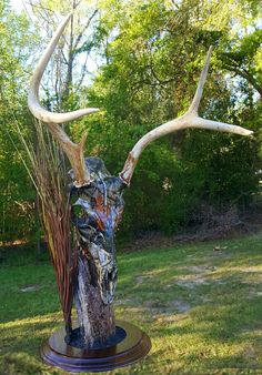 a deer skull with antlers is on display in the grass