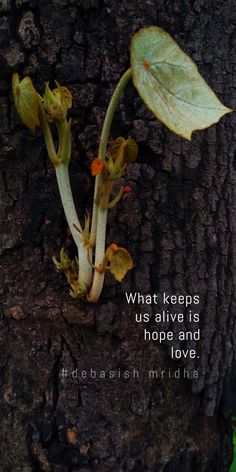 a plant growing out of the bark of a tree with a quote about what keeps us alive is hope and love