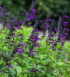 purple flowers are in the middle of green leaves and plants with words that read salvia'anistad