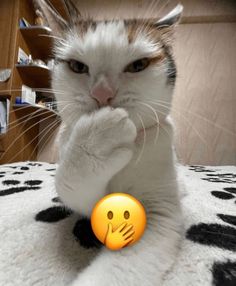 a white and orange cat with its paw on an emoticive smiley face ball