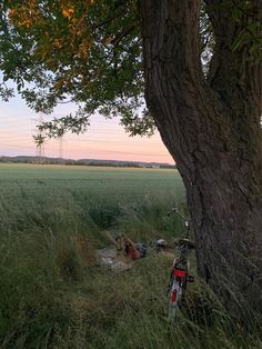 a bike parked next to a tree in a field