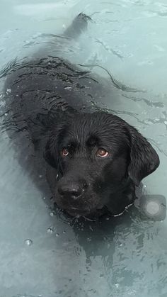 a black dog sitting in the water looking at the camera with an intense look on his face