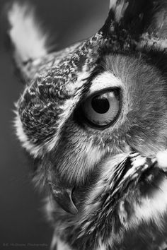 black and white photograph of an owl's face