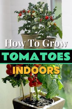 a potted plant with tomatoes and other vegetables in it that says how to grow tomatoes indoors