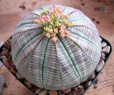 a close up of a small cactus plant with rocks and gravel in the foreground