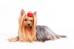 a long haired dog with a red bow on its head is sitting in front of a white background