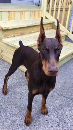 a brown and black dog standing next to steps