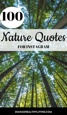 trees with the text, 100 nature quotes for instagramm on top and below