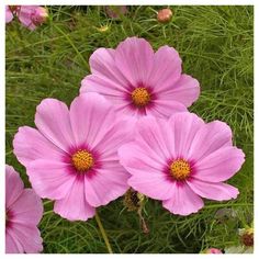 three pink flowers are in the grass