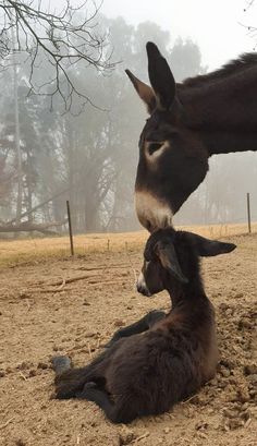 a baby donkey laying on the ground next to it's mother