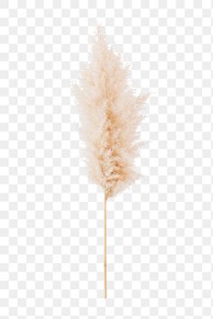 an image of a feather on a stick