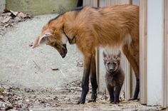 a mother goat and her baby standing next to each other