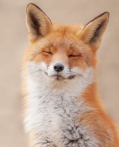 a close up of a fox with its eyes closed