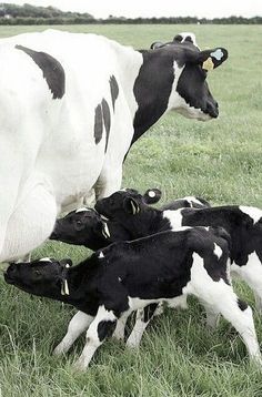 three black and white cows are standing in the grass with one cow eating from its mother