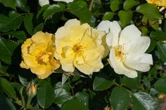 three yellow and white roses are blooming in the garden