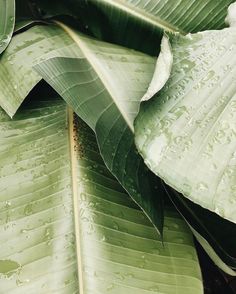 green leaves with drops of water on them