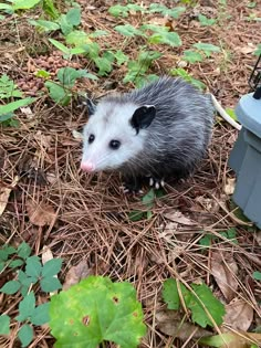 an oposs walking on the ground next to a box and some leaves in it