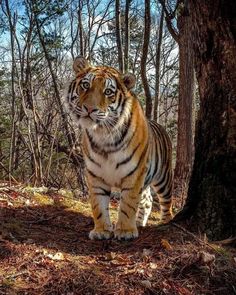 a tiger standing in the woods next to a tree and looking at the camera man