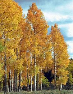 the trees are changing colors in the fall