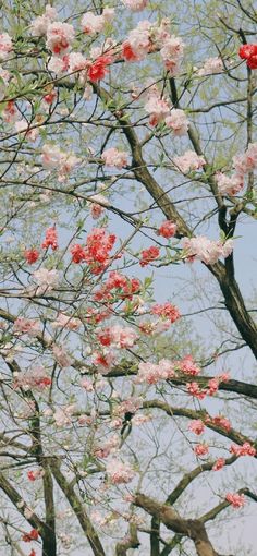 pink and white flowers are blooming in the trees