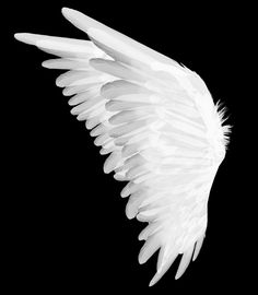 a white wing on a black background with no image in the bottom right hand corner