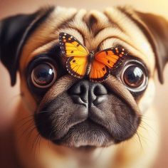 a pug dog with a butterfly on its nose, looking up at the camera