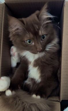 a brown and white cat sitting in a box