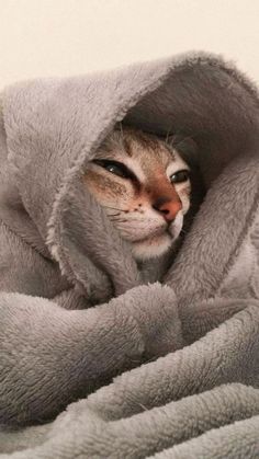 a cat that is laying down in a blanket with its head sticking out from under the covers