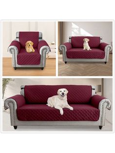 two pictures of a dog sitting on a couch with a cover over it and another image of a dog laying on the couch